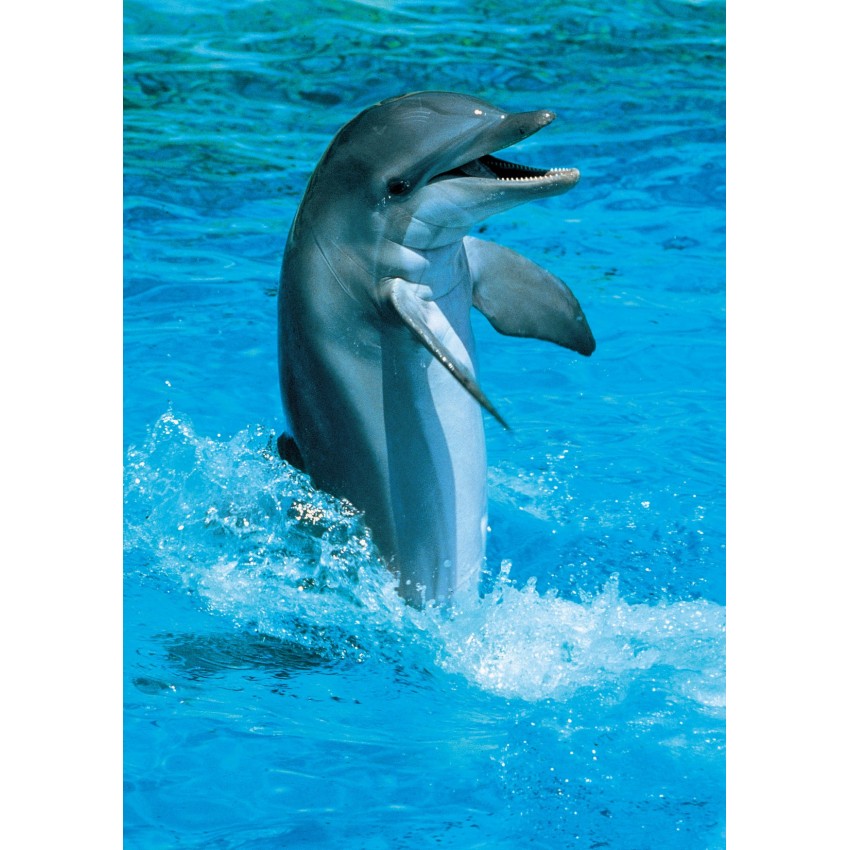 Carte Sans Texte Dauphin