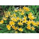 CARTE ST : Buisson de fleurs jaune