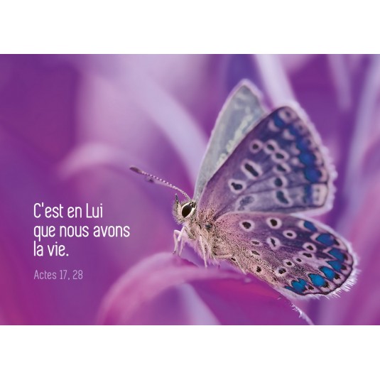 Minicarte Papillon sur fond violet