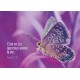 MINICARTE : Papillon sur fond violet