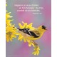 POSTER : Oiseau et fleurs d'arbre jaunes