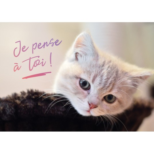 Carte Avec Message Chaton dans un panier(Pensée)