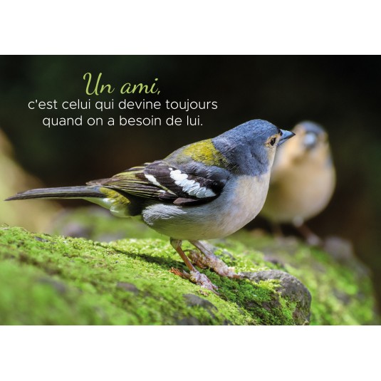 Carte Citation Deux Oiseaux Poses Sur Un Mur Rocheux Carte Citation Deux Oiseaux Poses Sur Un Mur Rocheux