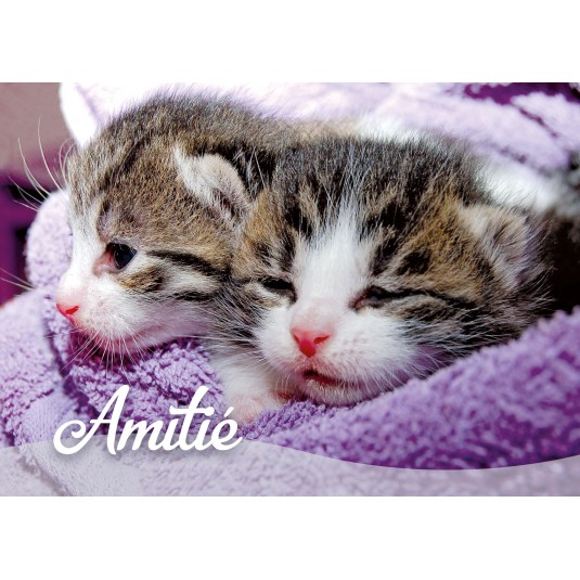 Mini Carte Deux chatons dans une couverture (Amitié)