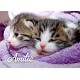 Mini Carte Deux chatons dans une couverture violette(Amitié)