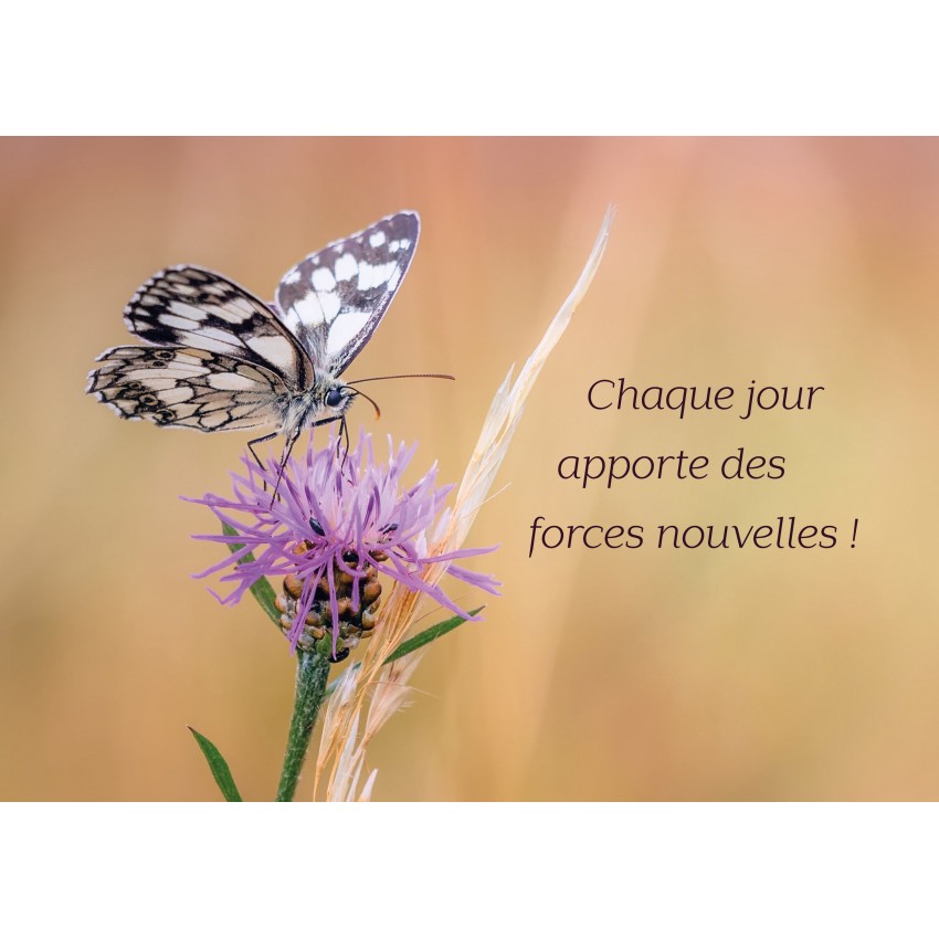 Carte Avec Message Papillon Pose Sur Une Fleur Violette