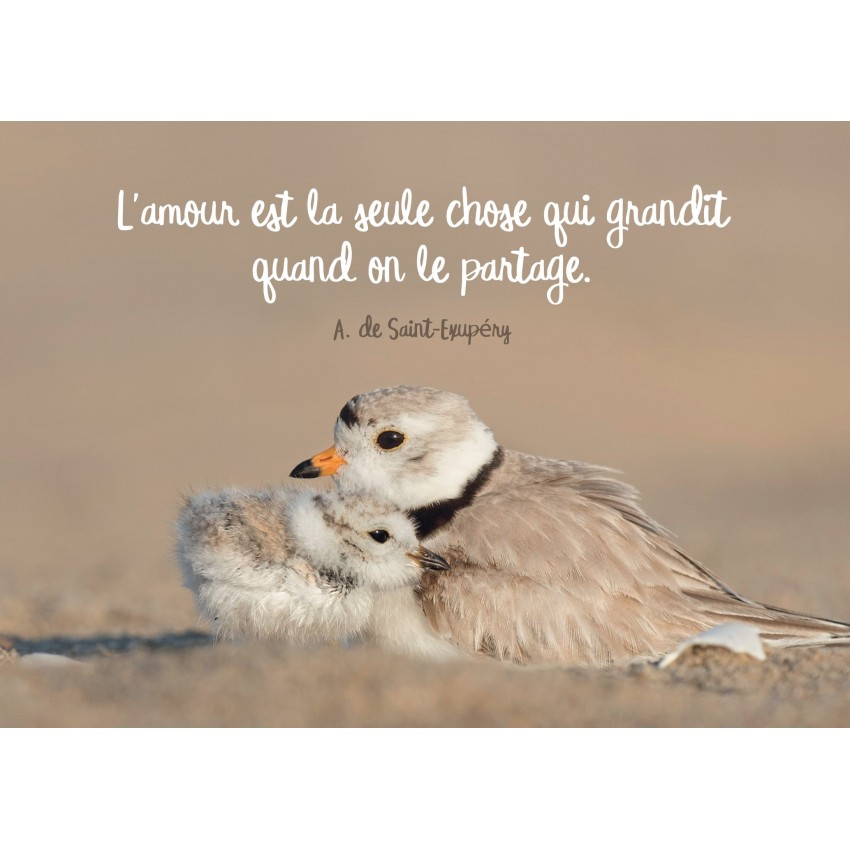 Mini Carte Maman Oiseau Et Son Petit