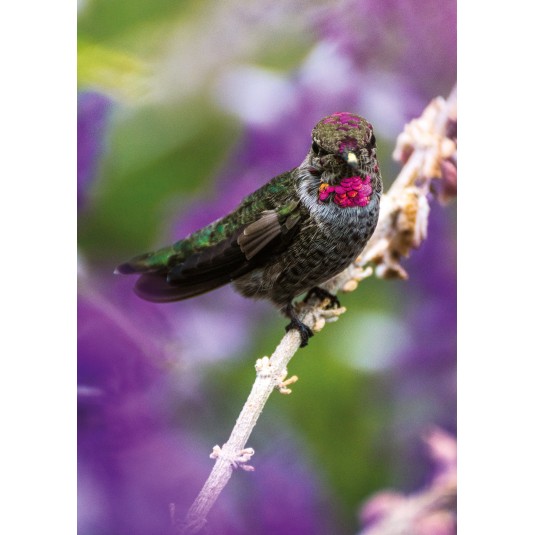 Carte Sans Texte Oiseau multicolore posé sur une branche