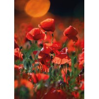 CARTE ST : Champ de coquelicots