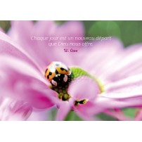 CARTE PENSEE : Coccinelle sur fleur