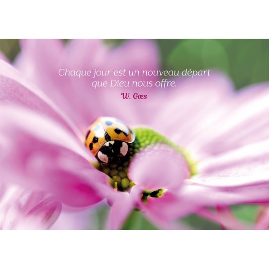 Carte Citation Coccinelle sur fleur