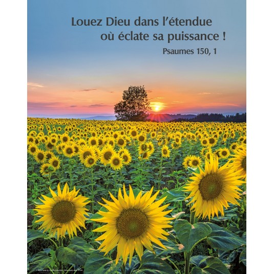 Poster Champ de tournesols