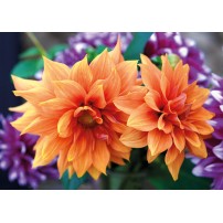 Carte Sans Texte Dahlias oranges et violettes