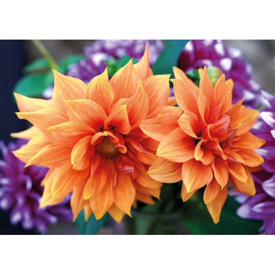 Carte Sans Texte Dahlias oranges et violettes