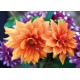 Carte Sans Texte Dahlias oranges et violettes