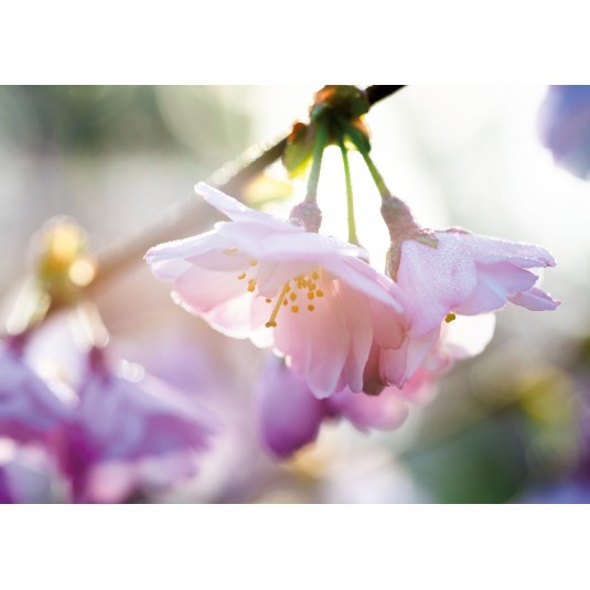Carte Sans Texte Fleurs roses sur une branche