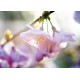 Carte Sans Texte Fleurs roses sur une branche