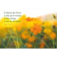 Cartes Postales Texte Biblique Editions Cedis Cartes Postales Texte Biblique Editions Cedis