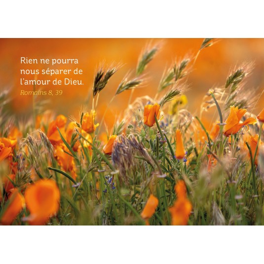 Carte Avec Verset Fleurs oranges dans les herbes hautes