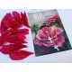 Carte Avec Message Rose rose en gros plan