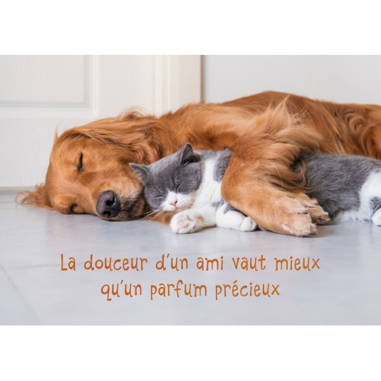 Carte Citation Un chien et un chat qui dorment ensemble