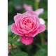 CARTE ST : Rose rose